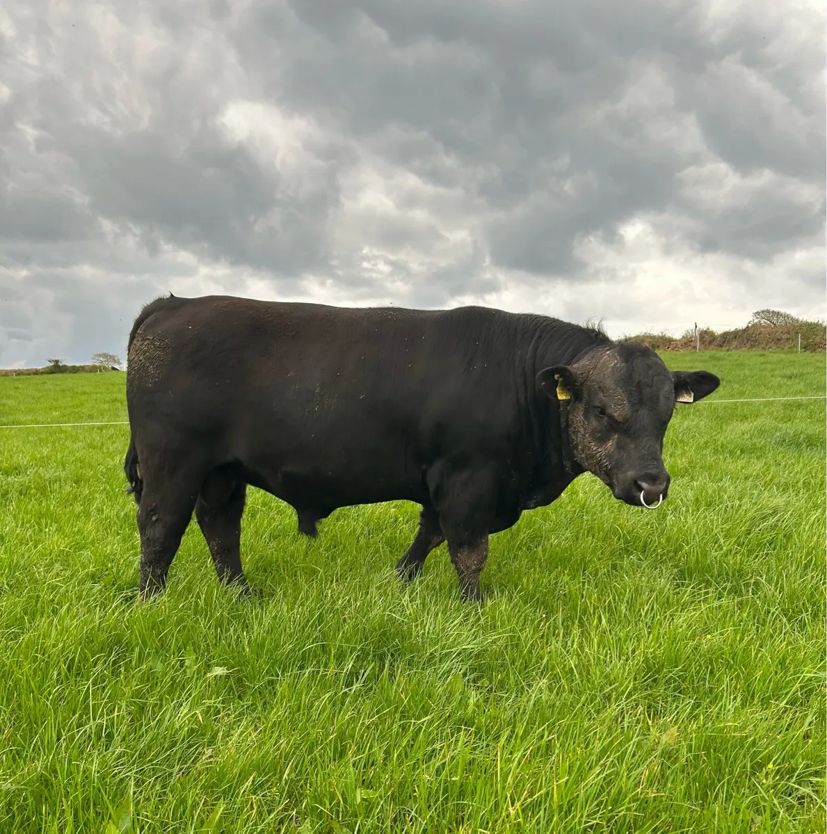PBR Angus Bull by Rawburn Boss Hogg - Image 4