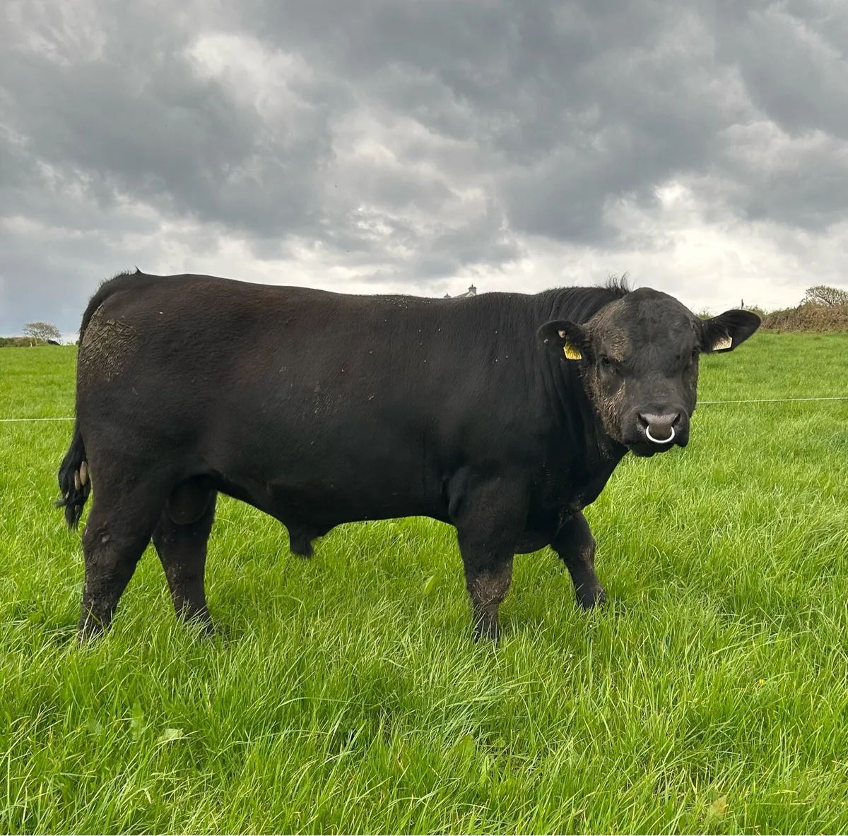 PBR Angus Bull by Rawburn Boss Hogg - Image 1