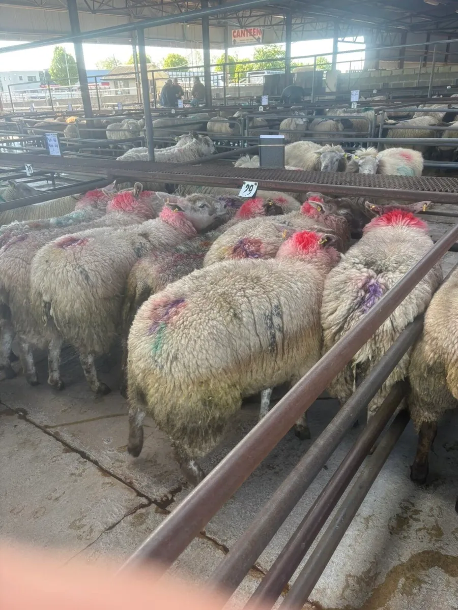 Suffolk ewe Hoggets Roscommon mart today - Image 1