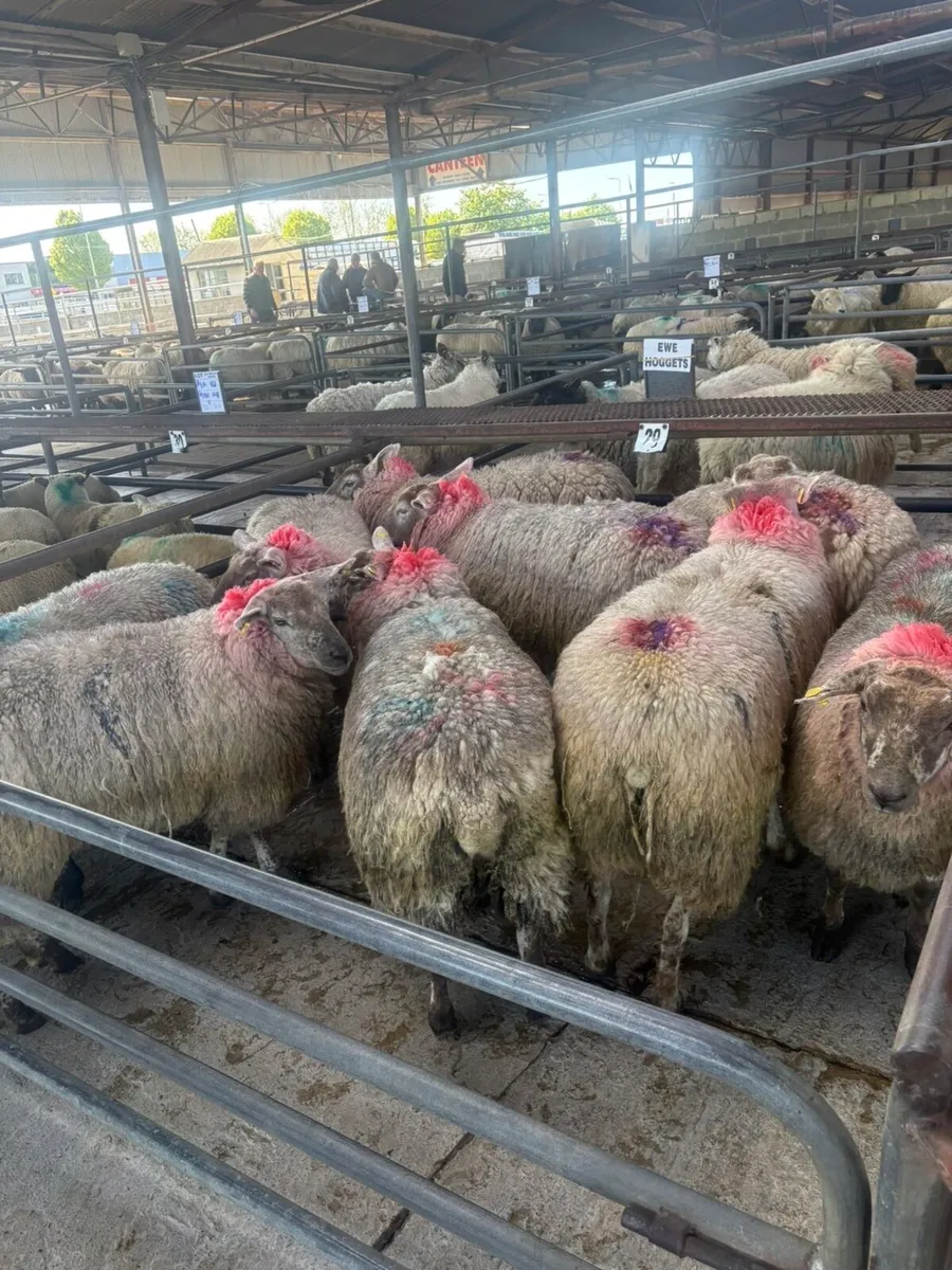 Suffolk ewe Hoggets Roscommon mart today - Image 2