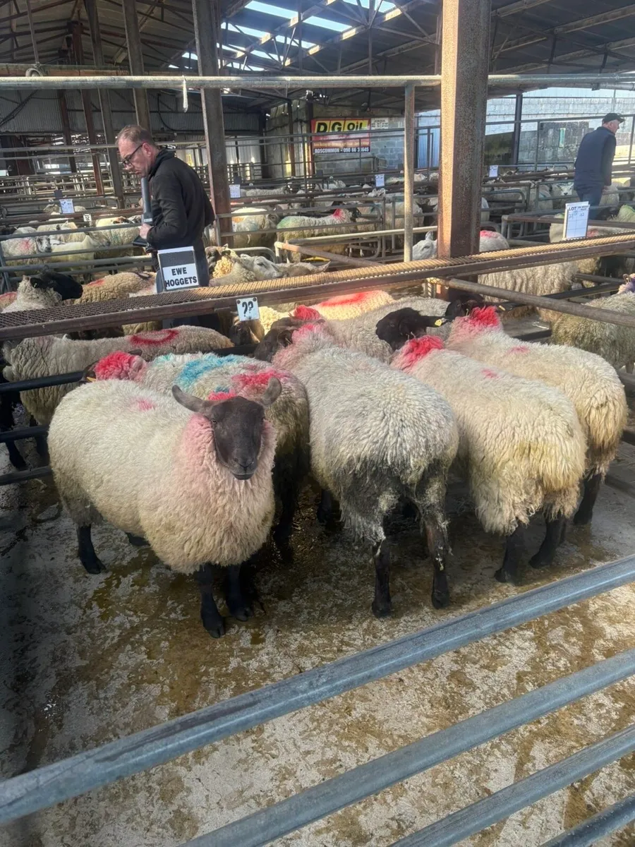 Suffolk ewe Hoggets Roscommon mart today - Image 3