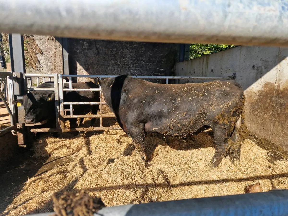 Angus bulls - Image 1