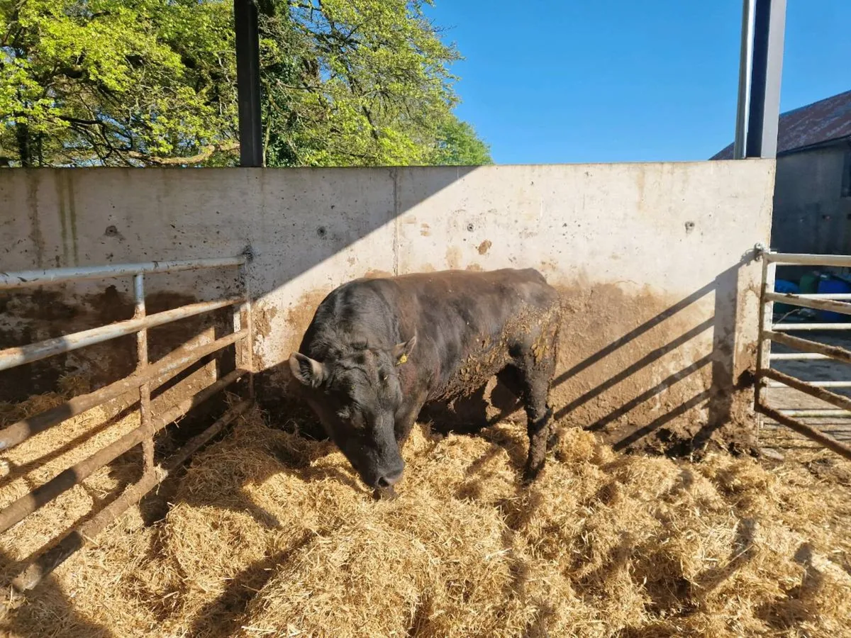 Angus bulls - Image 2