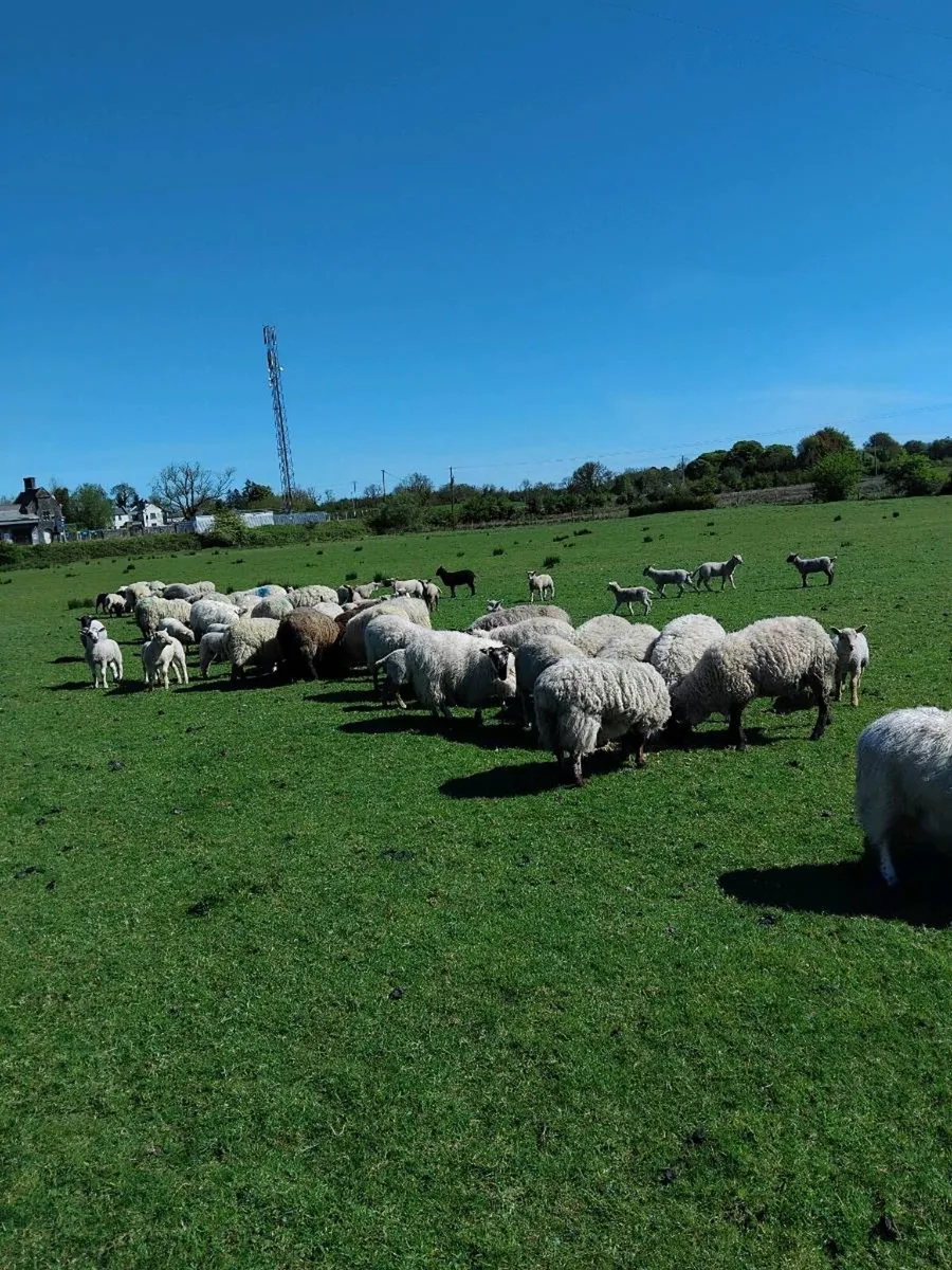 Ewes and lambs - Image 1
