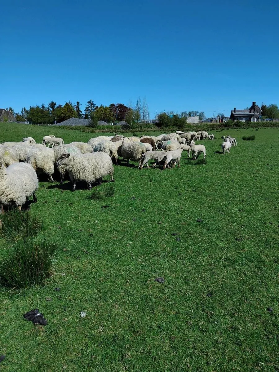Ewes and lambs - Image 2