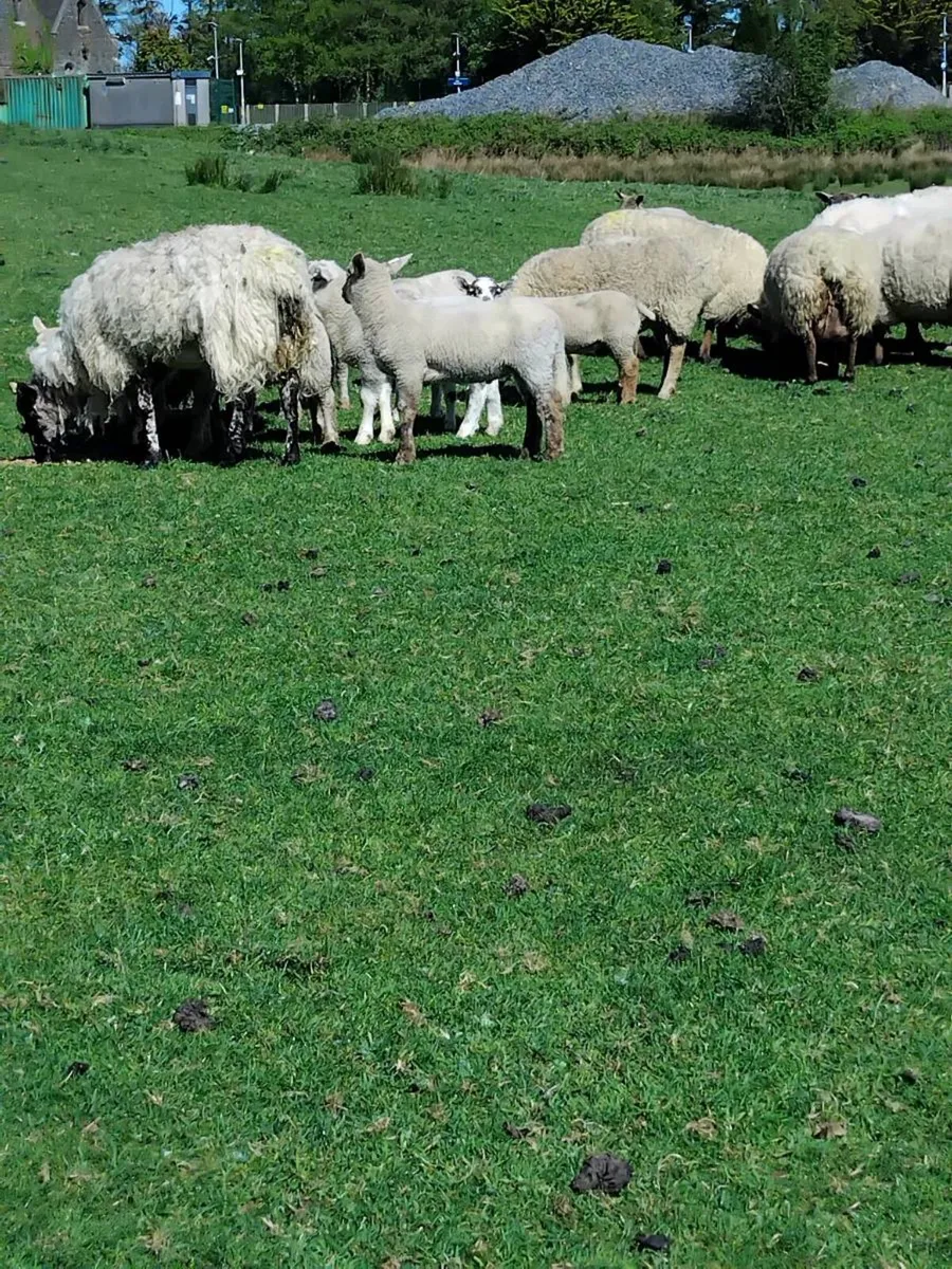 Ewes and lambs - Image 3