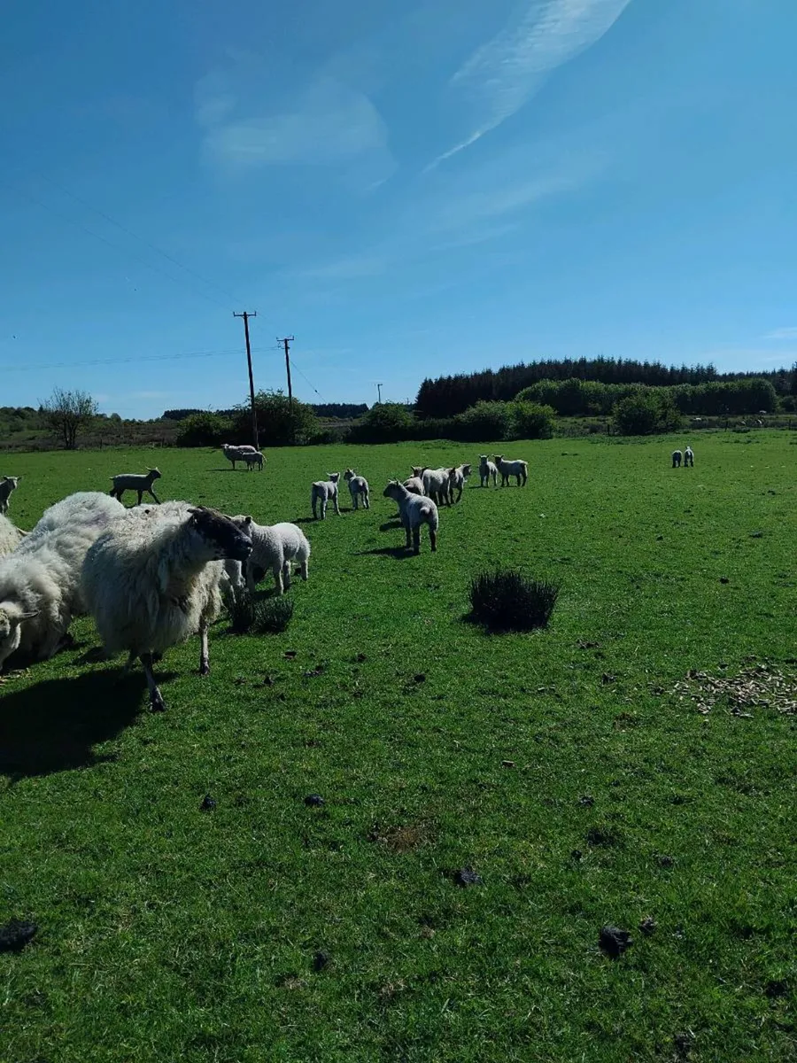 Ewes and lambs - Image 4
