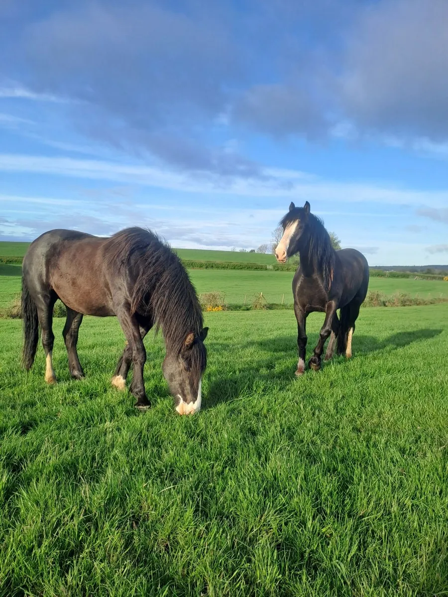 Coloured Horses/Cobs - Image 1
