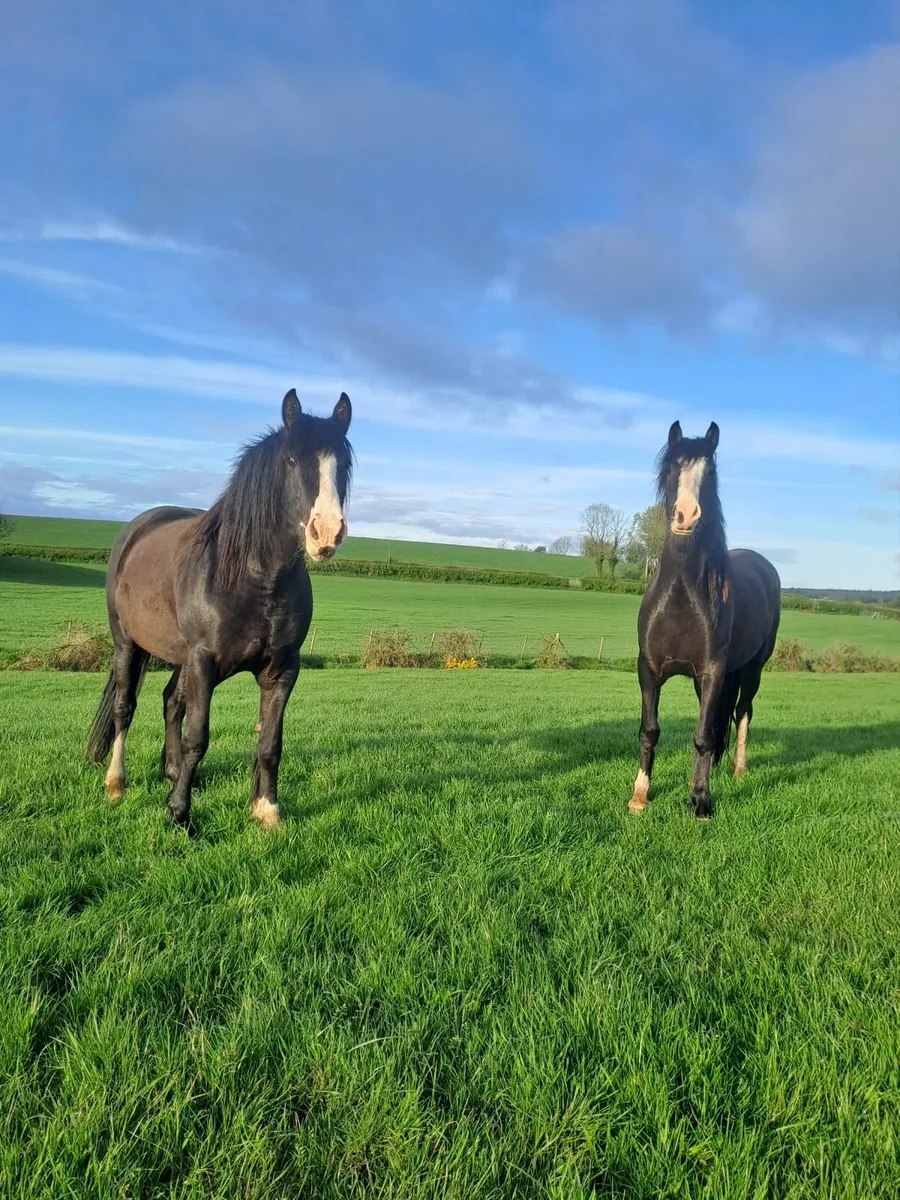 Coloured Horses/Cobs - Image 3