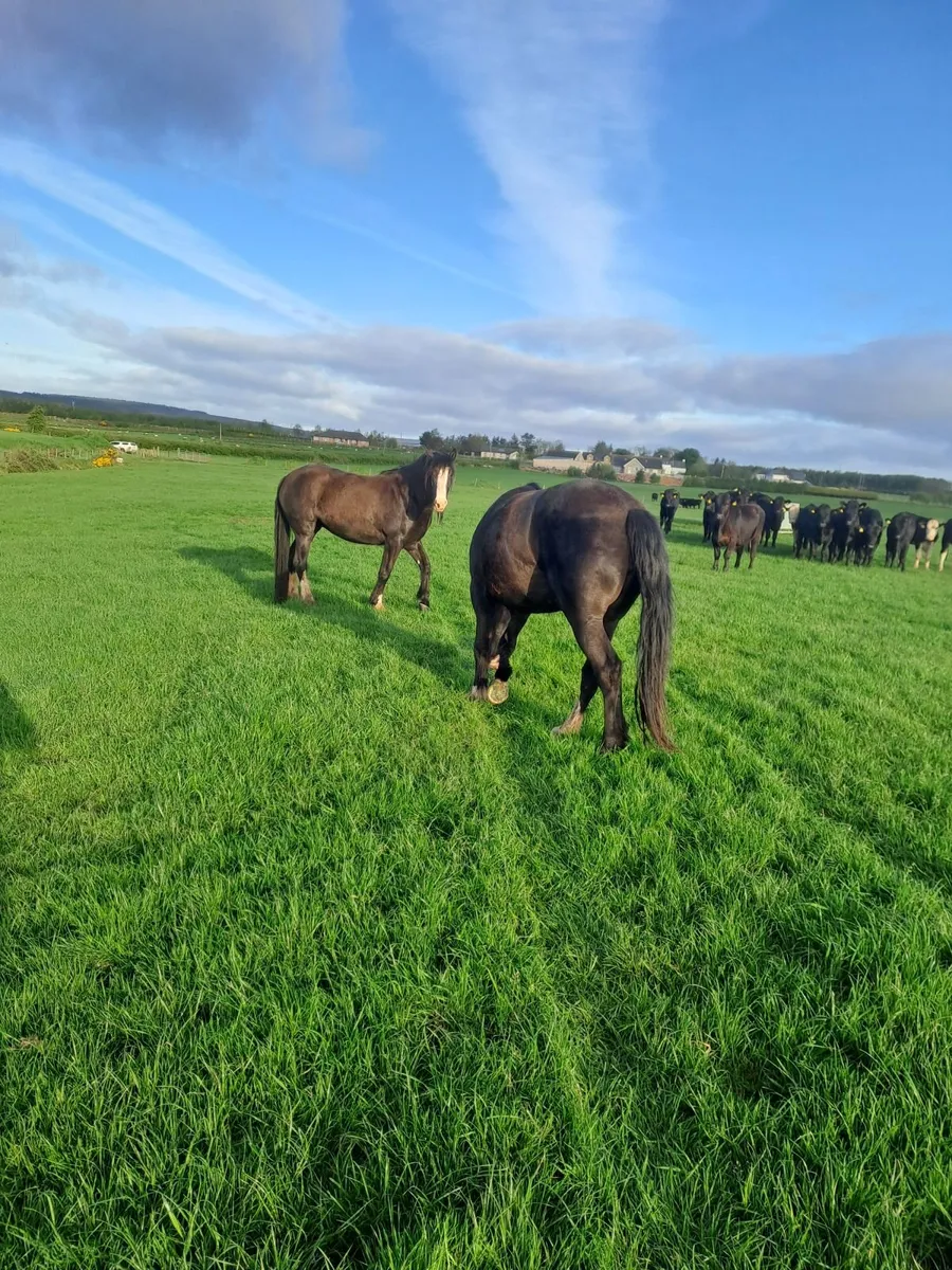 Coloured Horses/Cobs - Image 4