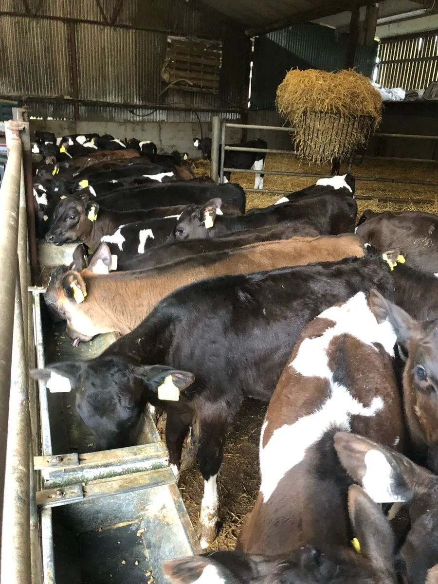 Heifer Calves