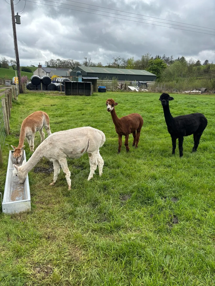 Alpacas - Image 2
