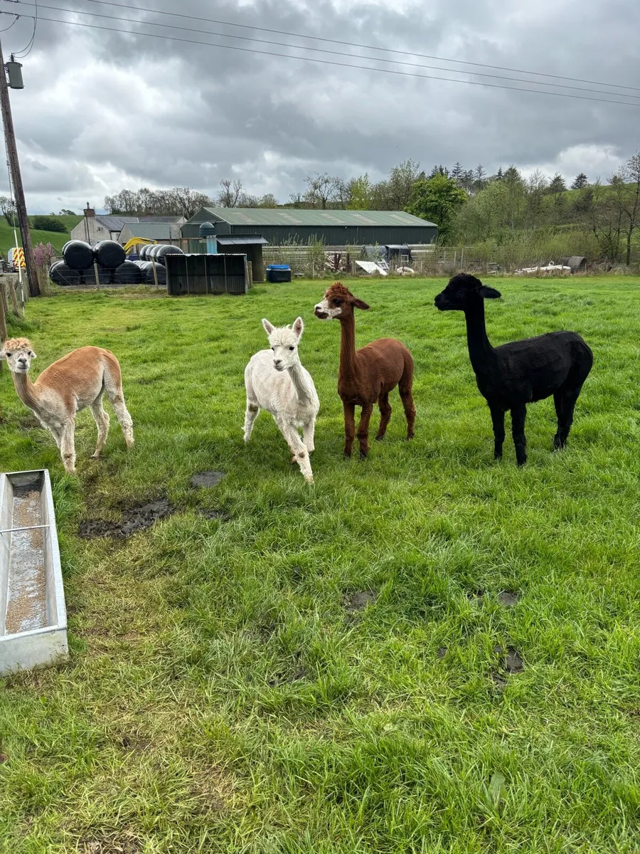 Alpacas - Image 1