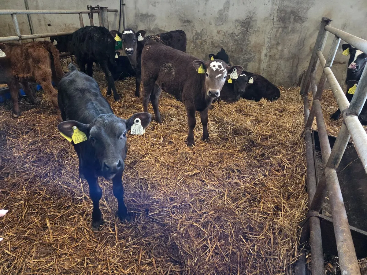 Heifer Angus Calves For Sale - Image 3