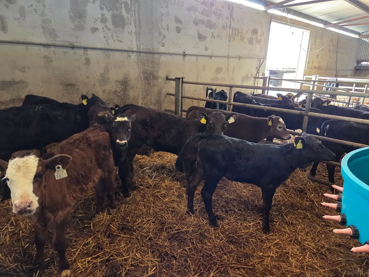 Heifer Angus Calves For Sale - Image 1