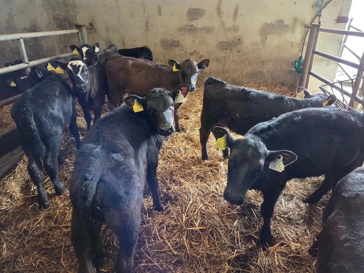 Heifer Angus Calves For Sale - Image 2