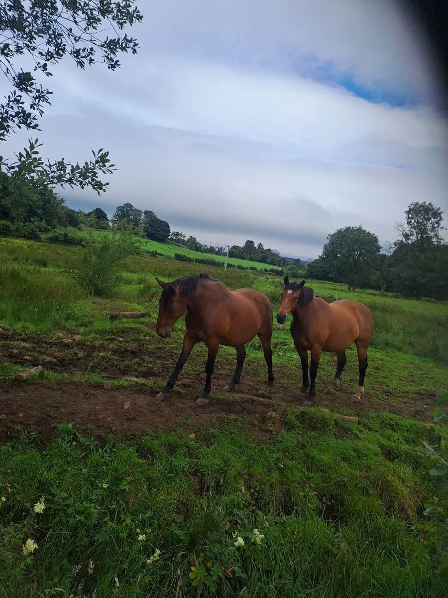 Horses - Image 1