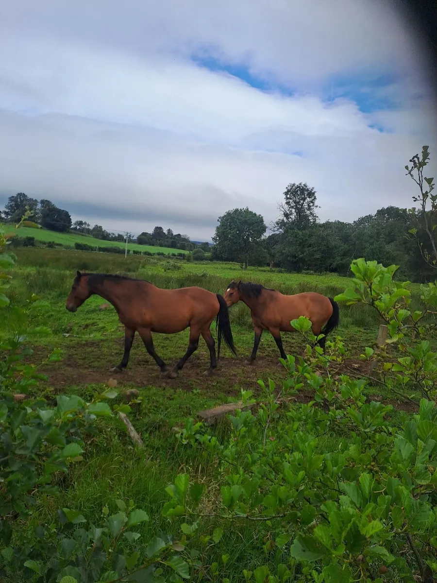 Horses - Image 2