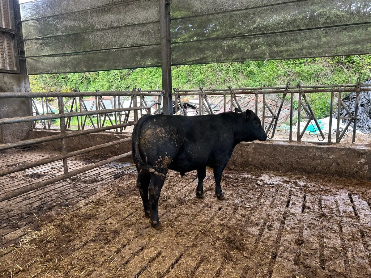 Cattle - Image 1