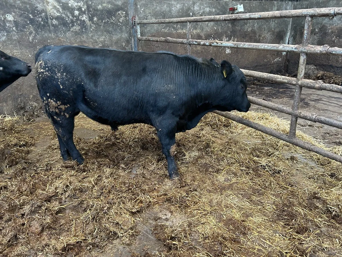 Cattle - Image 2