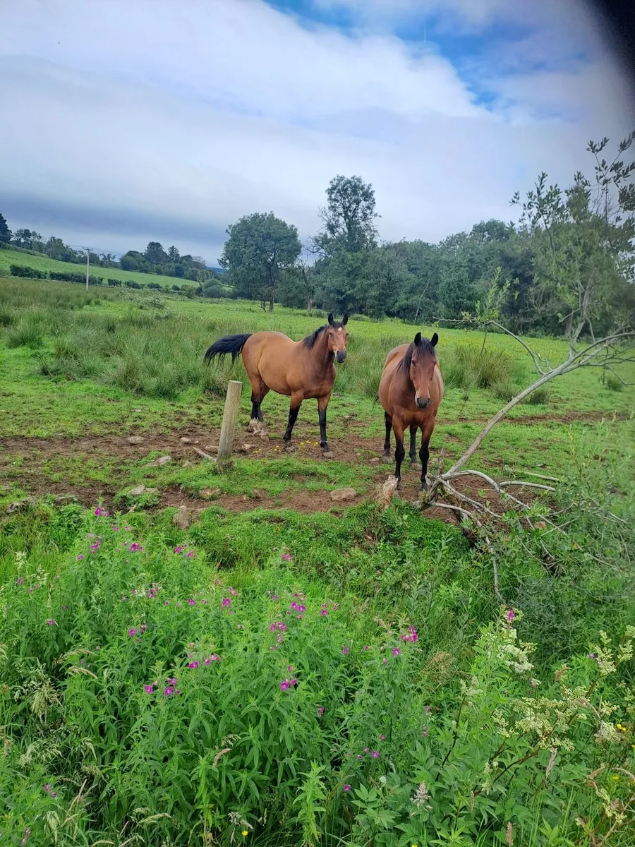 Horses - Image 3
