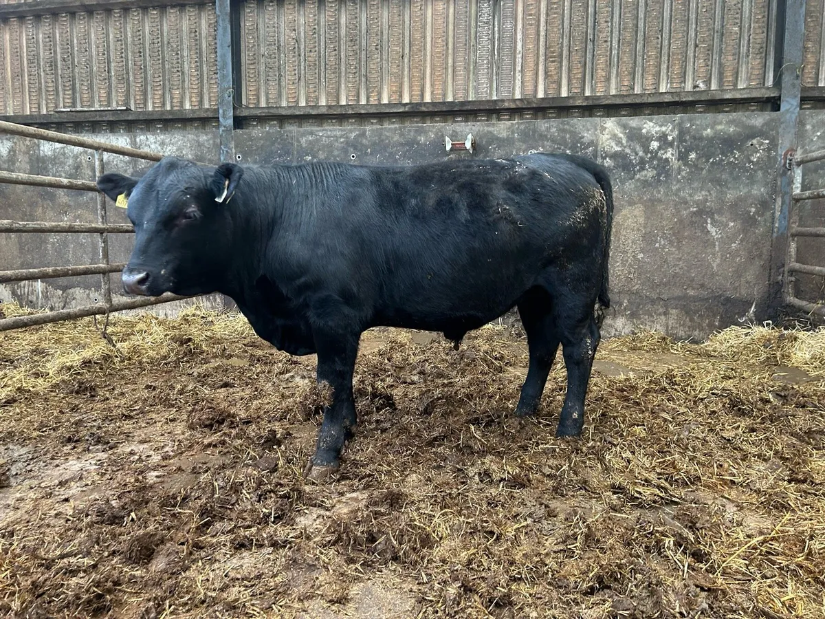 Cattle - Image 3