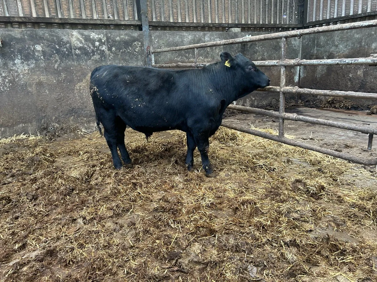 Cattle - Image 4
