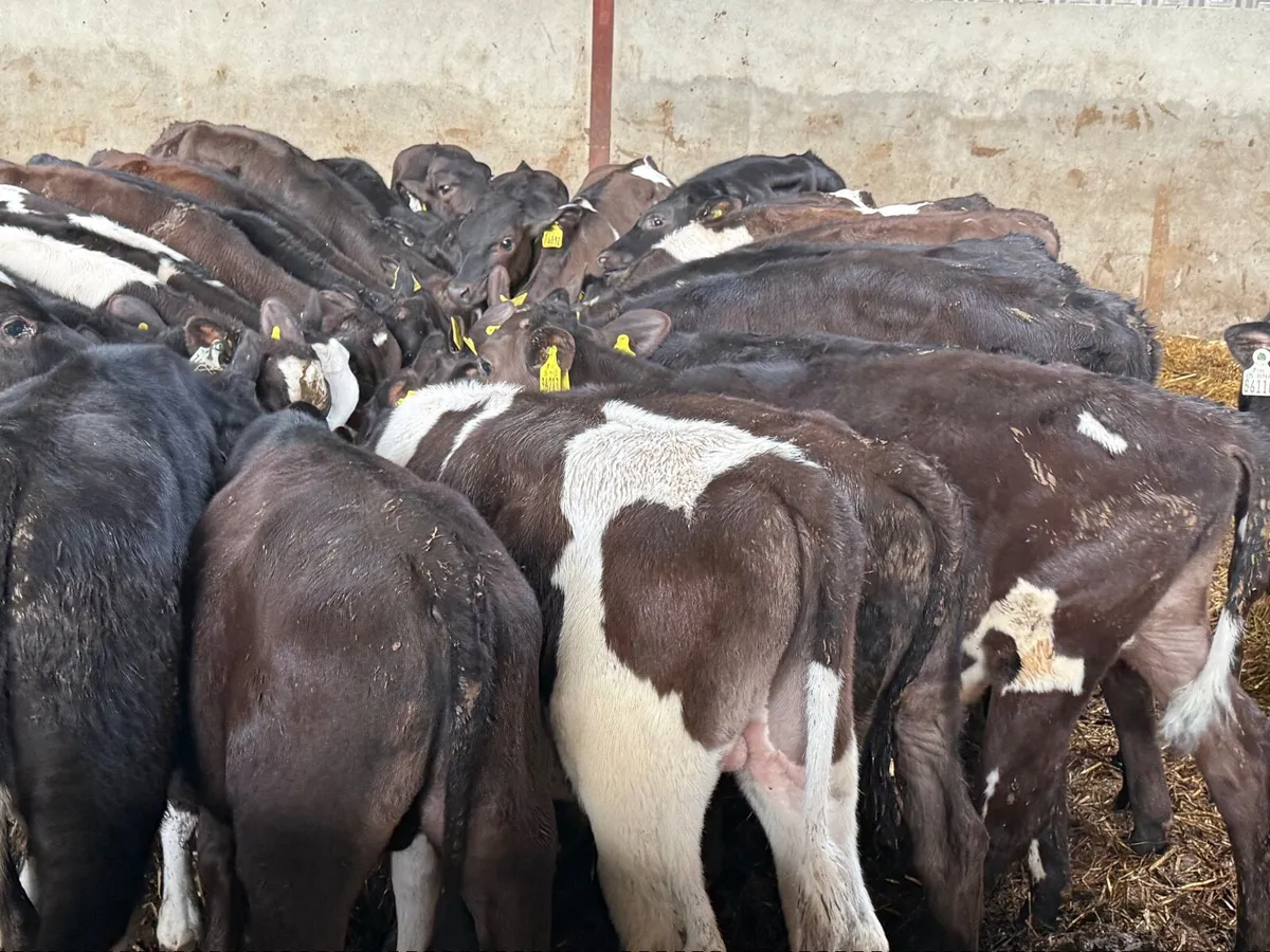 40 FRESION CROSS BULL RUNNERS ( 3/4 MONTHS) - Image 2