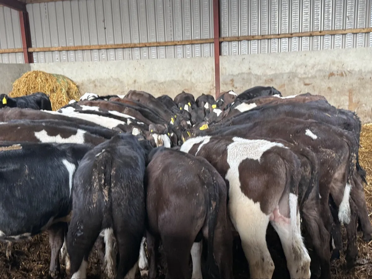 40 FRESION CROSS BULL RUNNERS ( 3/4 MONTHS) - Image 3