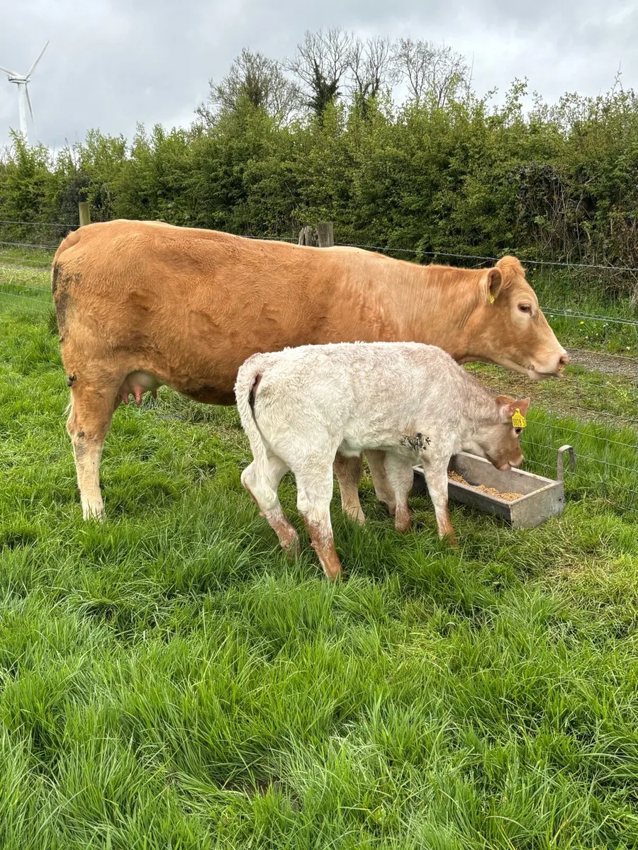 Cow and calf - Image 2