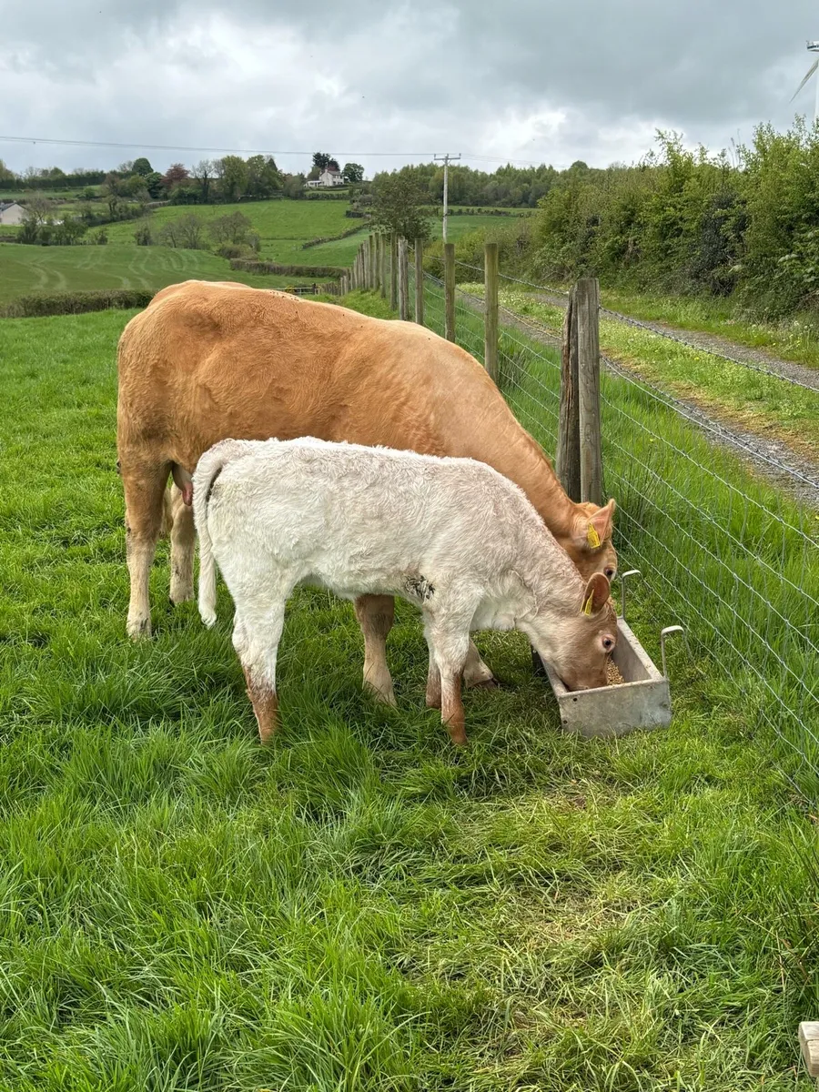 Cow and calf - Image 1