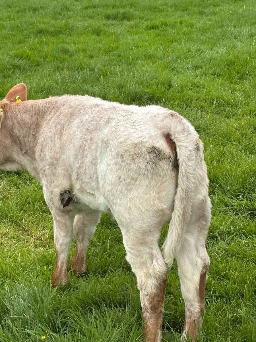 Cow and calf - Image 4