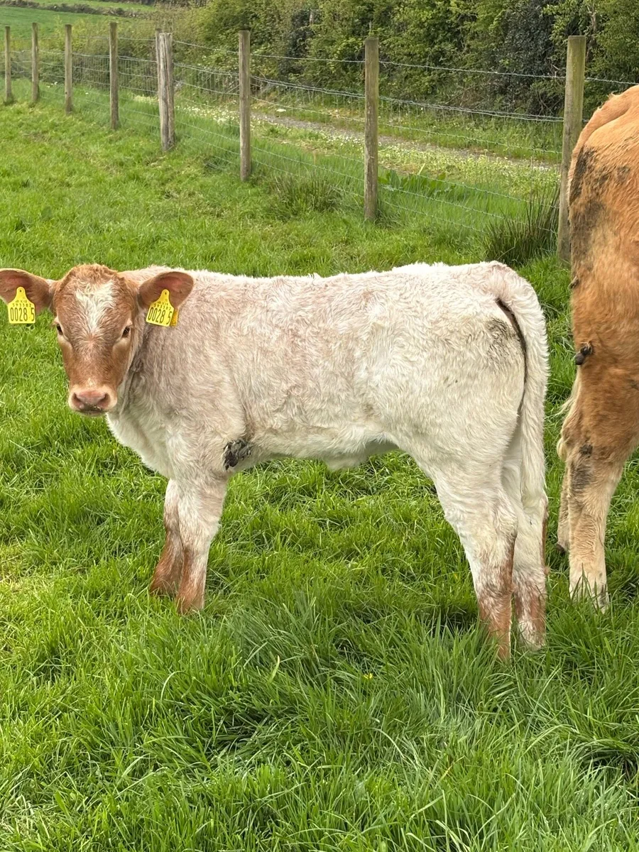 Cow and calf - Image 3