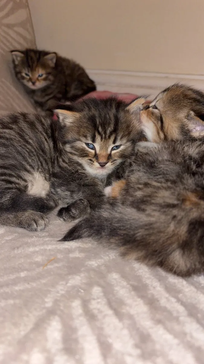 Kittens - Image 2
