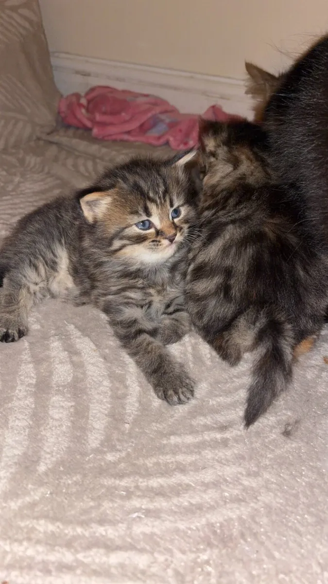 Kittens - Image 1