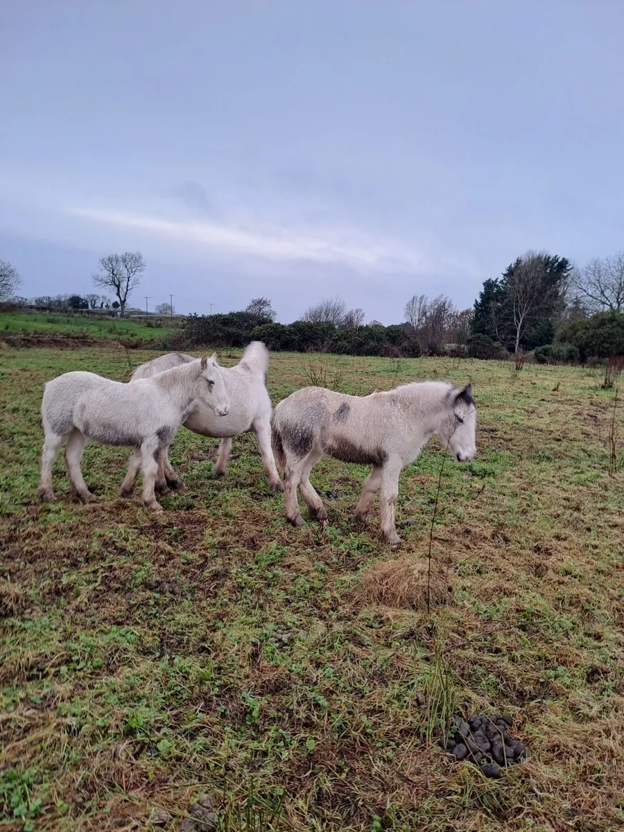 Coloured Ponies for sales - Image 1
