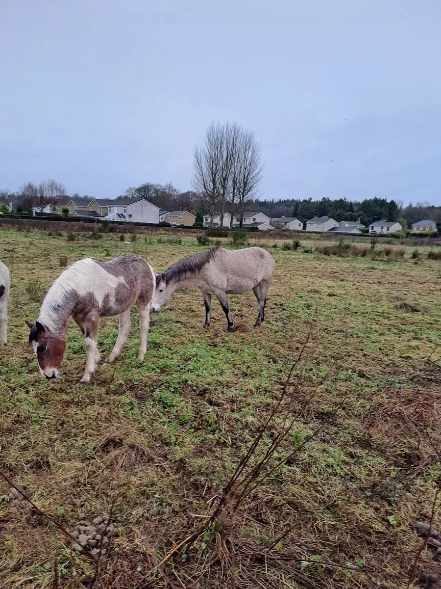 Coloured Ponies for sales - Image 4
