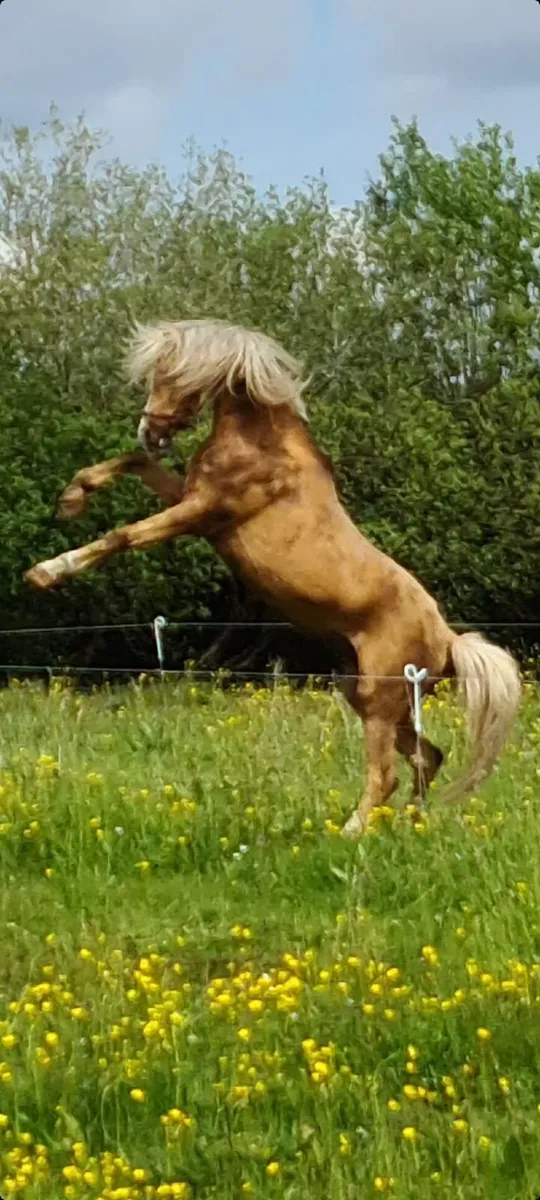 Stallion for sale - Image 4