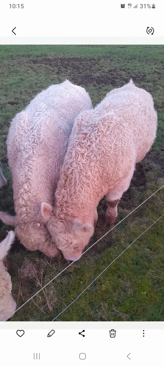 Charolais bulls - Image 1