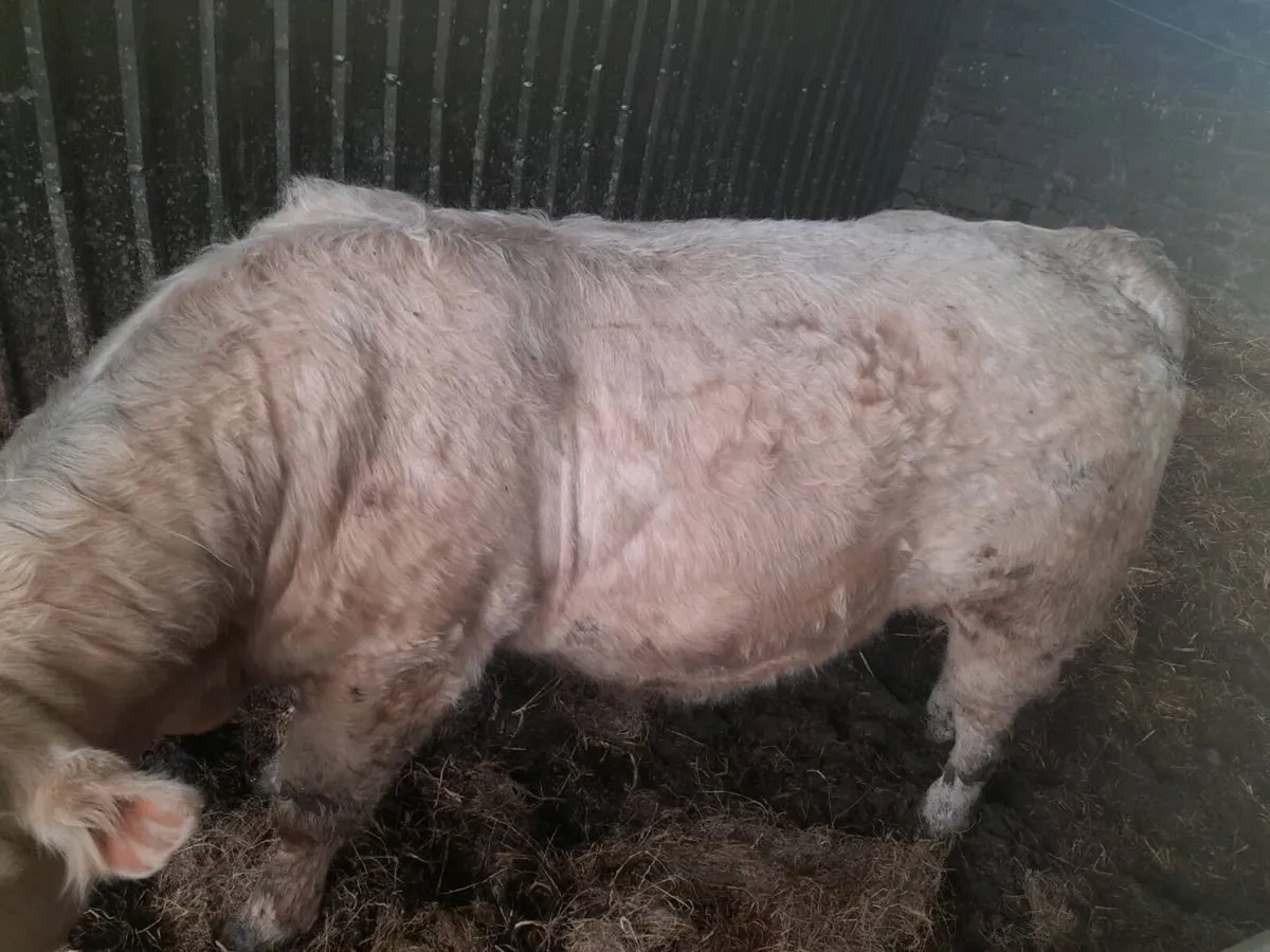 Charolais bulls - Image 2