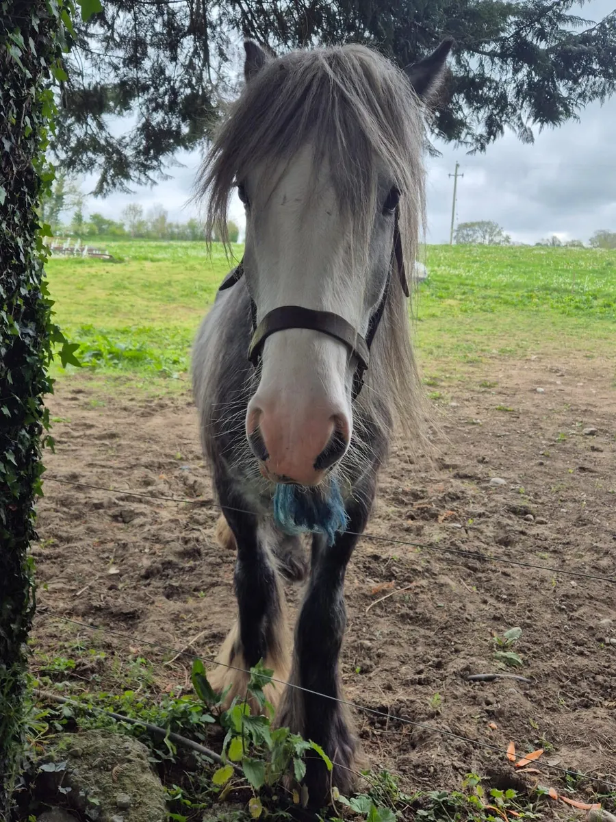 Grey Dappled Gelding Goresbridge - Image 2