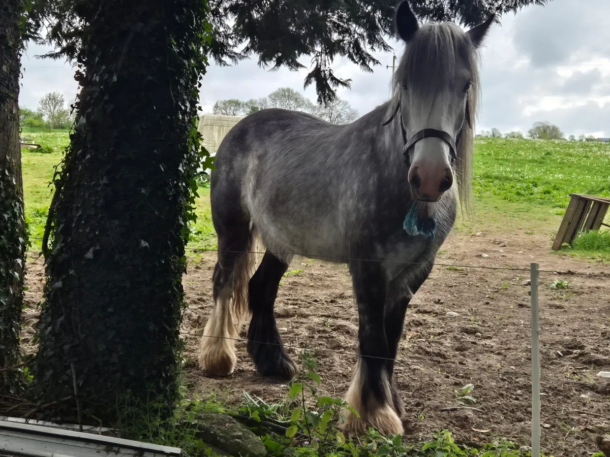 Grey Dappled Gelding Goresbridge - Image 3