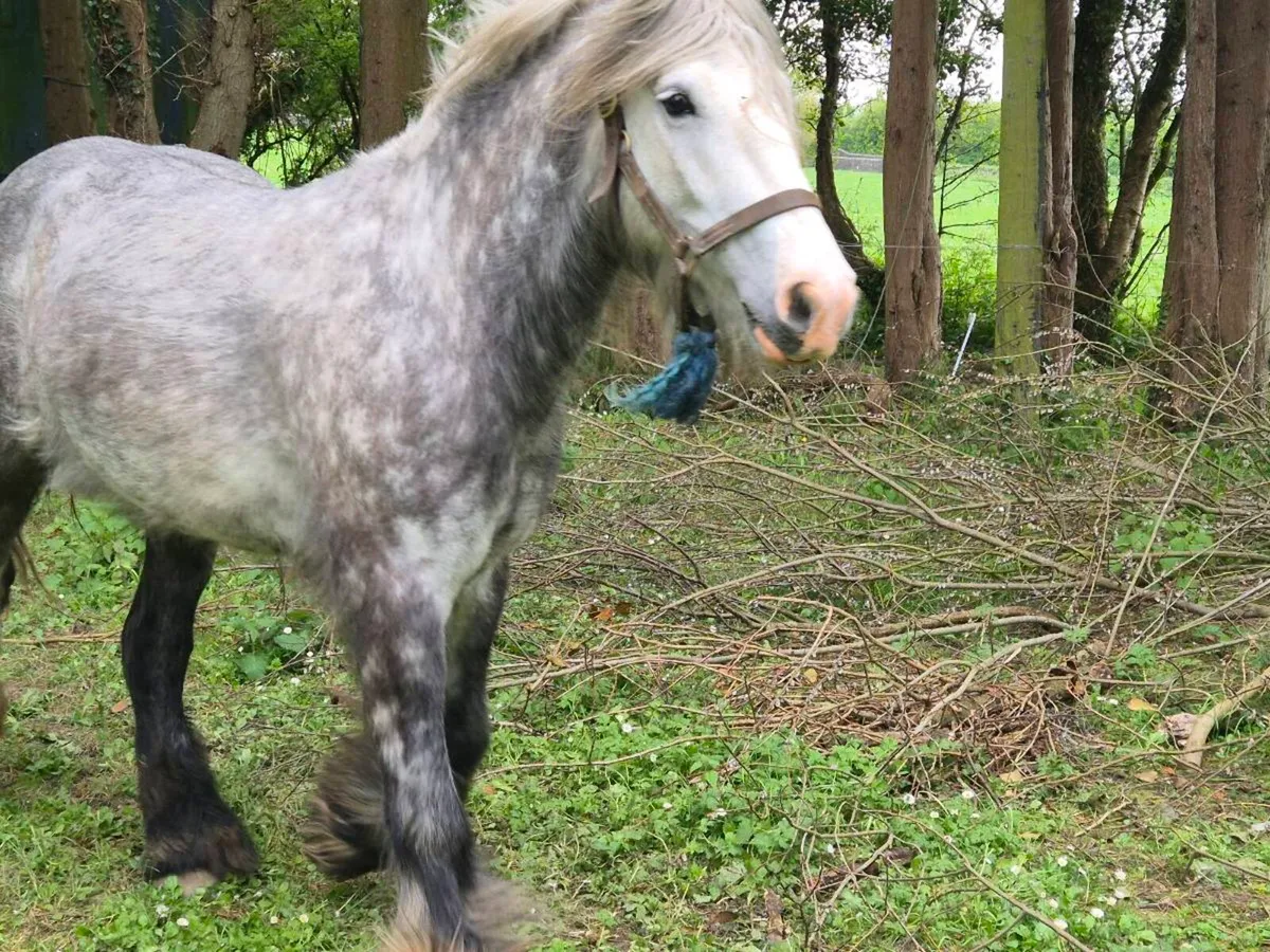 Grey Dappled Gelding Goresbridge - Image 4