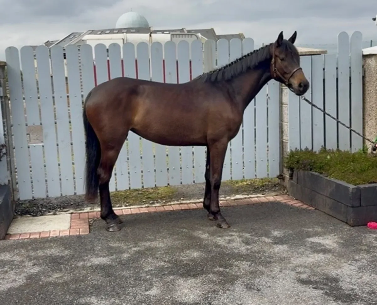 COOLKEERAN X DIAMANT DE SEMILLY X CAVALIER - Image 1