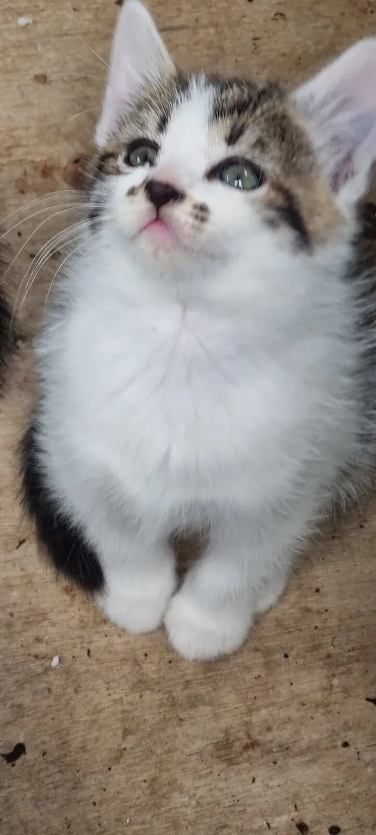 Kittens for sale - Image 1