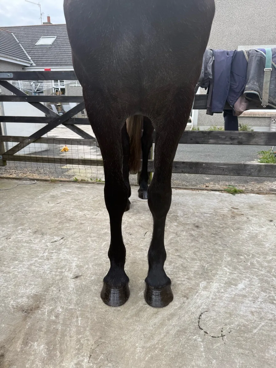 3 year old Irish Draught Filly - Image 3