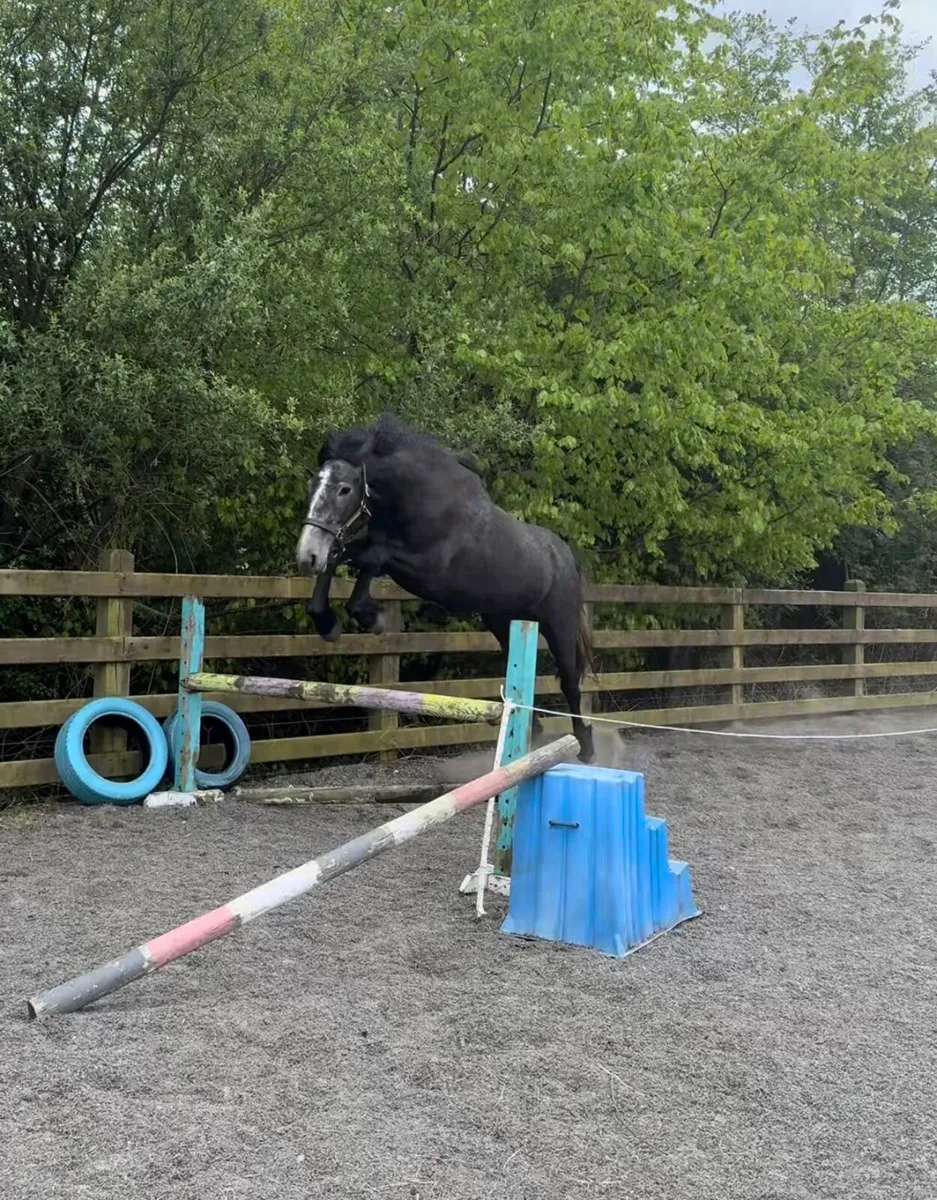 3 year old Irish Draught Filly - Image 4