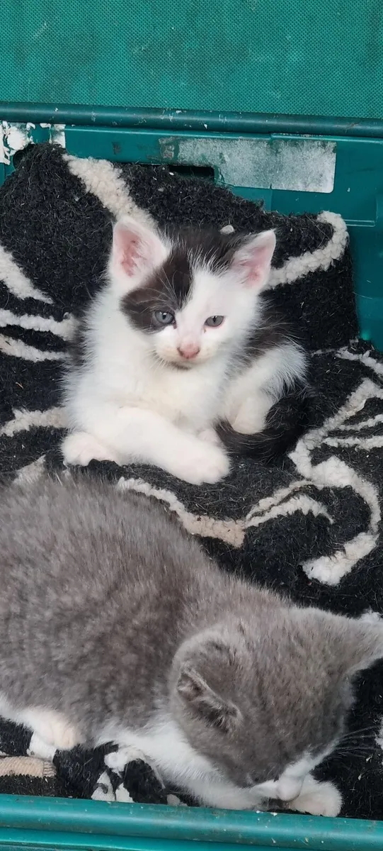 Kittens for sale - Image 2