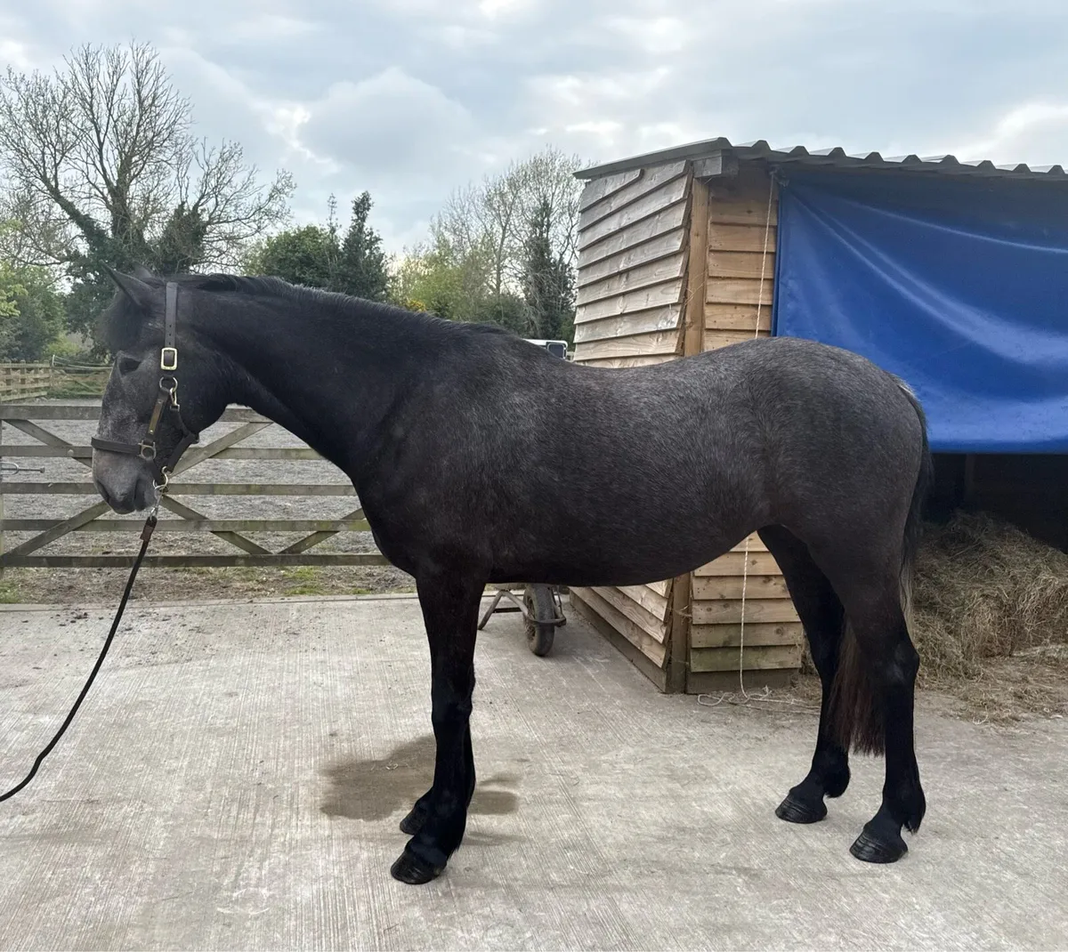 3 year old Irish Draught Filly - Image 1