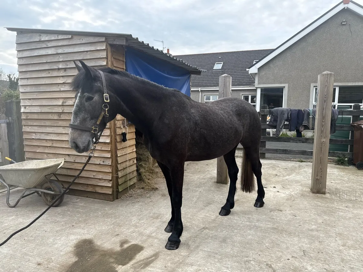 3 year old Irish Draught Filly - Image 2